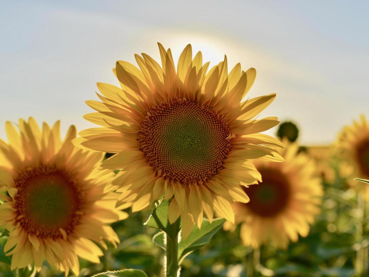 Acupuncture and Heatwave Survival: Top&nbsp;Strategies